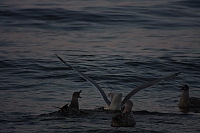 08.08.2014 20:37:27
August 2014
Ostsee-Fotos