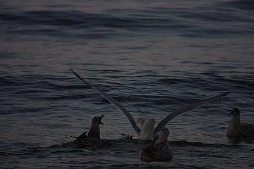 © R.Thiel
Möwenfütterung
Ostseebad
08.08.2014 20:37:27
August 2014
Ostsee-Fotos