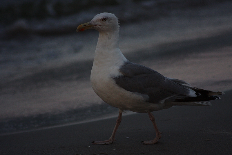 © R.Thiel
Möwe
Ostseebad
08.08.2014 20:35:32
August 2014
Ostsee-Fotos
