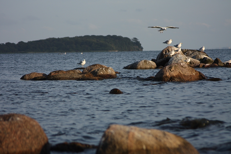 © R.Thiel
09.08.2014 19:35:36
August 2014
Ostsee-Fotos