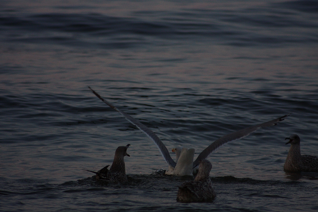 © R.Thiel
Möwenfütterung
Ostseebad
08.08.2014 20:37:27
August 2014
Ostsee-Fotos