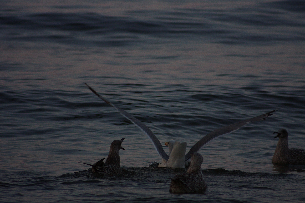 © R.Thiel
Möwenfütterung
Ostseebad
08.08.2014 20:37:27
August 2014
Ostsee-Fotos